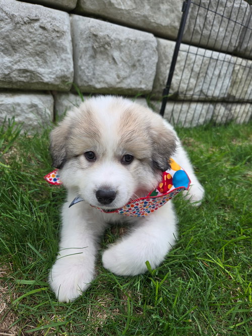 Moana, an adoptable Great Pyrenees in Croydon, NH