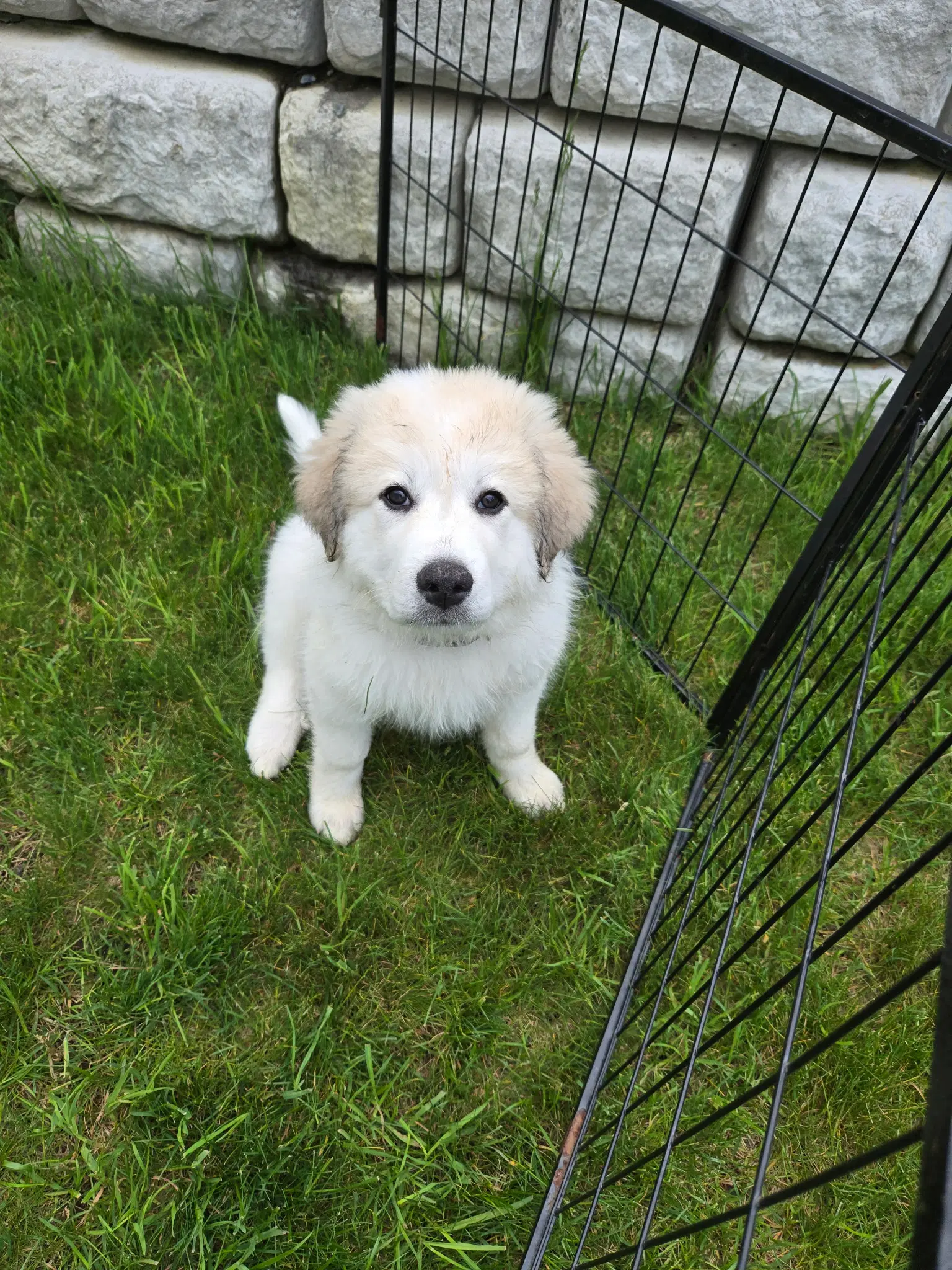 Merida - Great Pyrenees