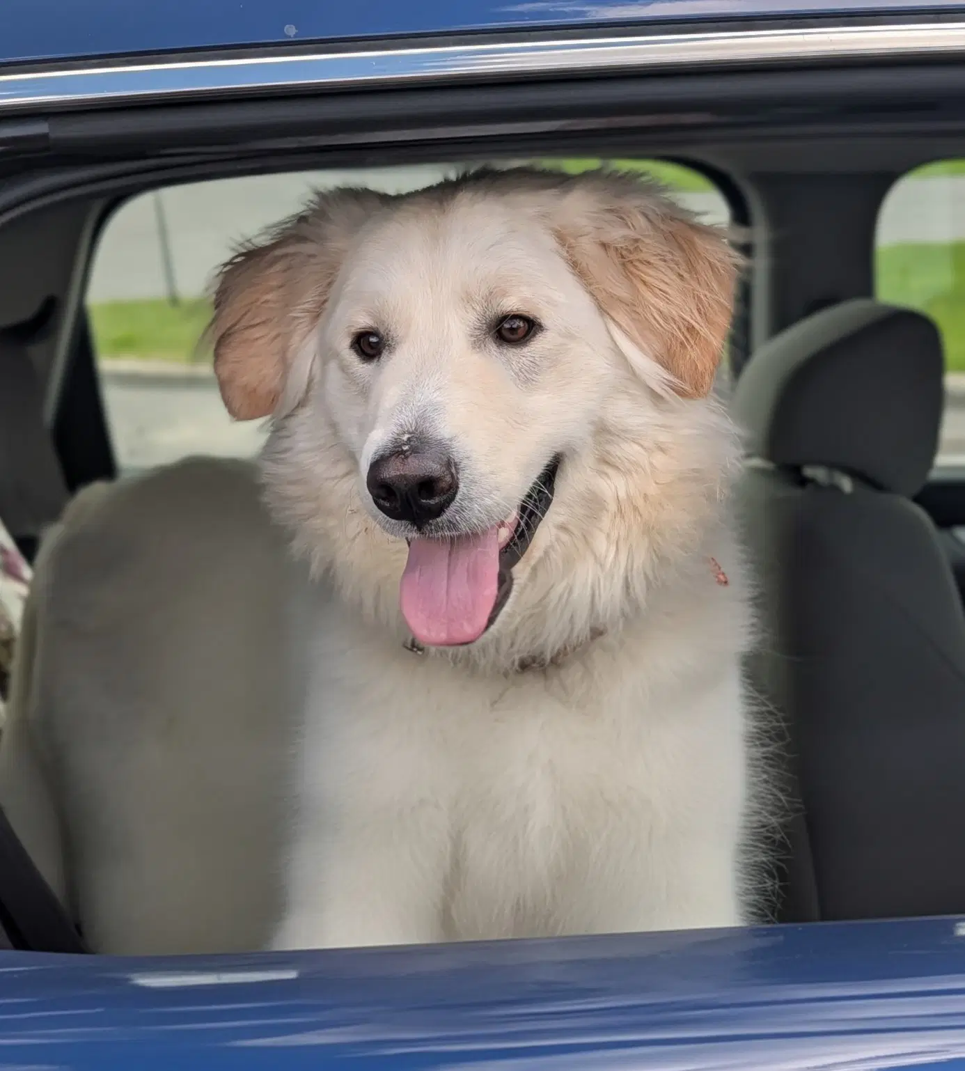 Emi - Great Pyrenees