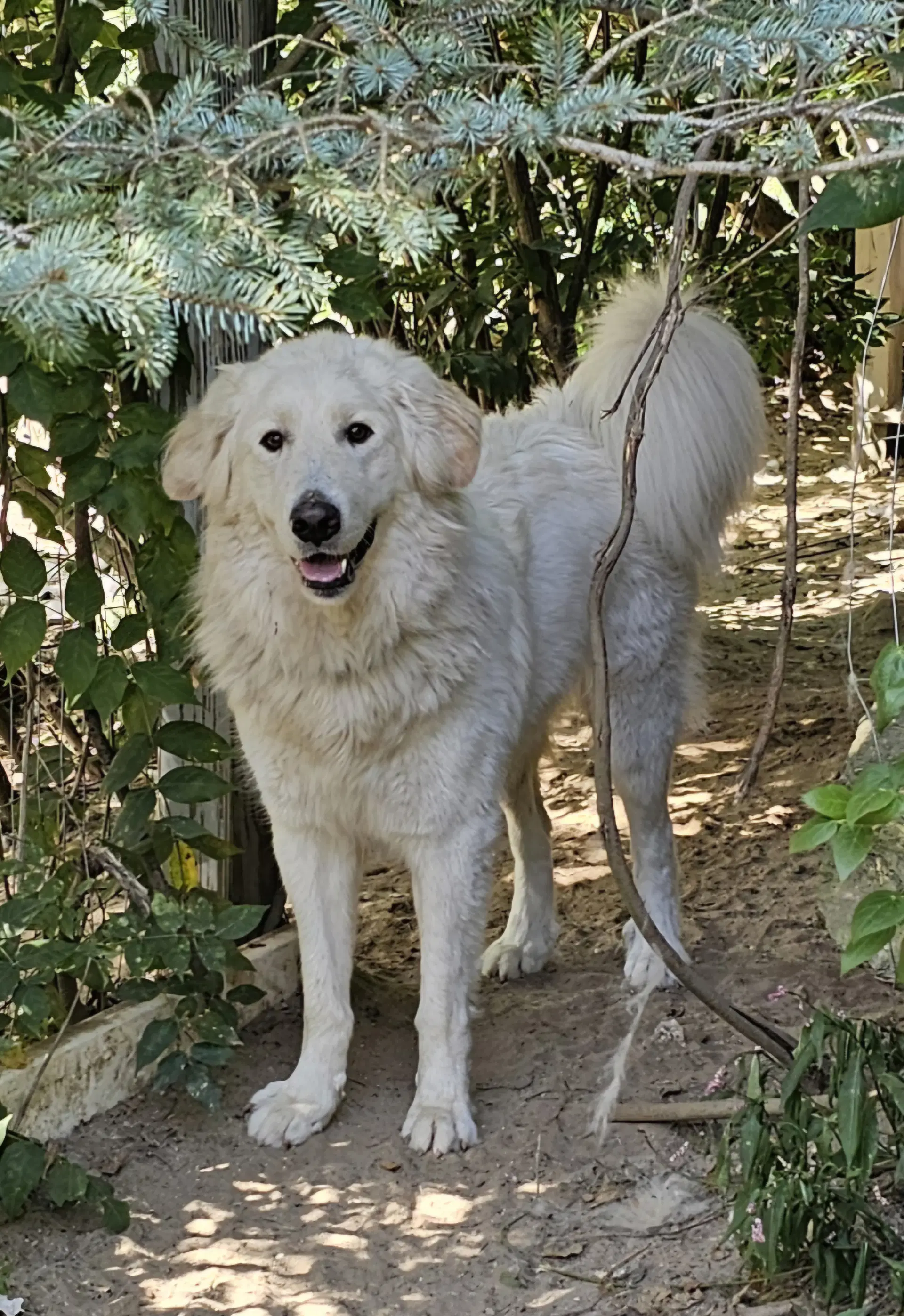 Emi - Great Pyrenees