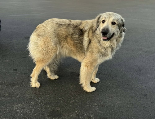 Bella, an adoptable Great Pyrenees in Croydon, NH