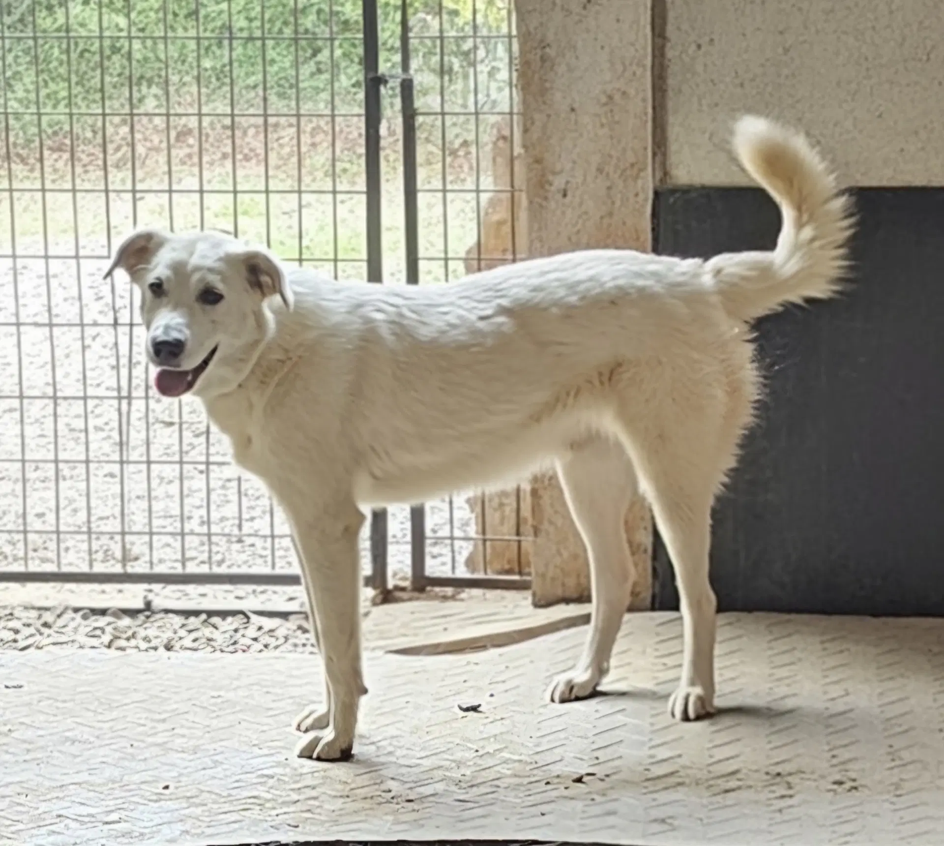 Darcy - Great Pyrenees