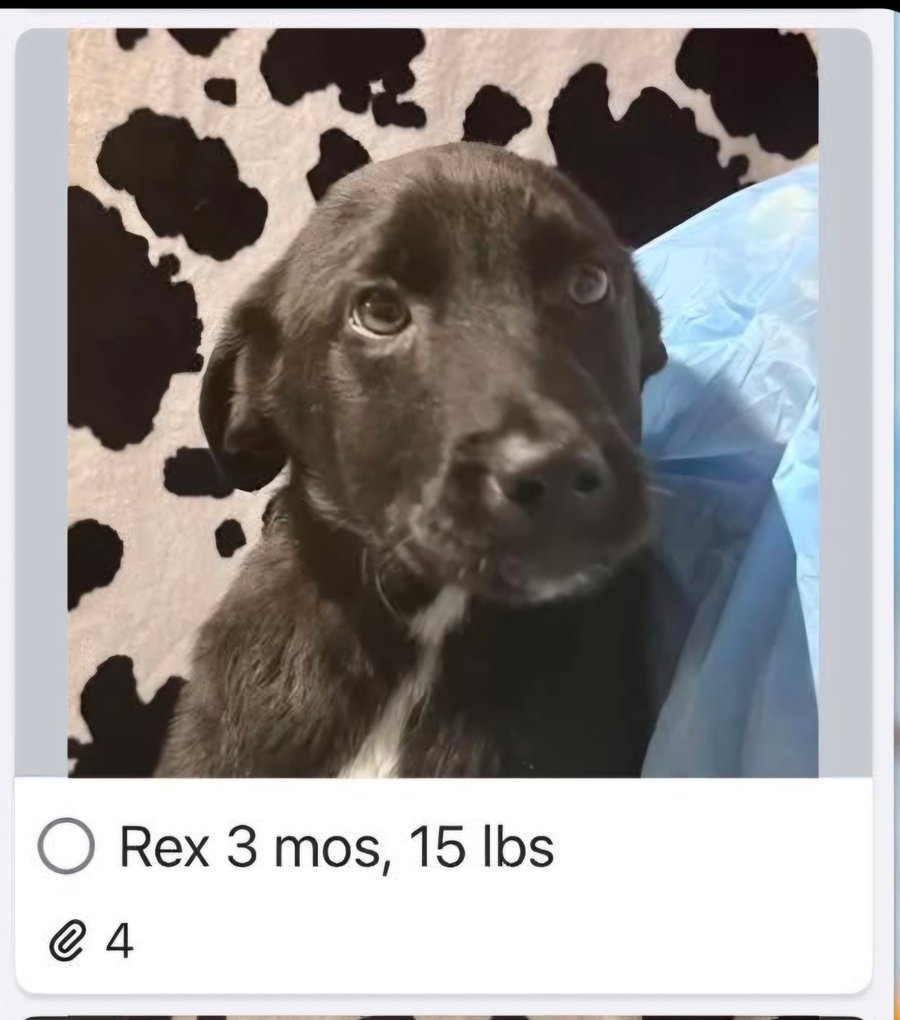 Rex