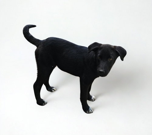 Rex, an adoptable Labrador Retriever in Croydon, NH