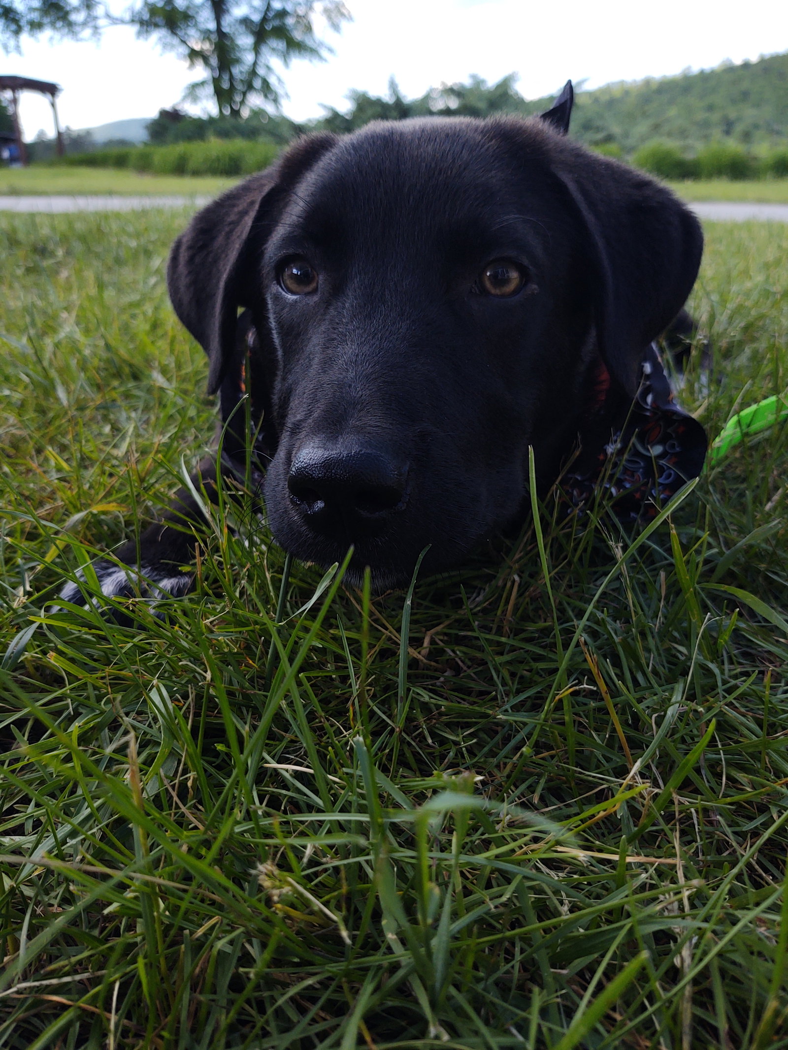 Rex