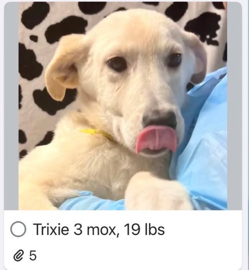 Trixie, an adoptable Labrador Retriever in Croydon, NH