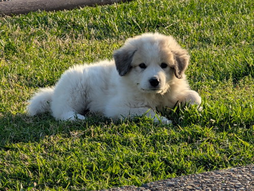 Tiana, an adoptable Great Pyrenees in Croydon, NH