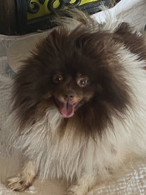 Coconut, an adoptable Pomeranian in Croydon, NH