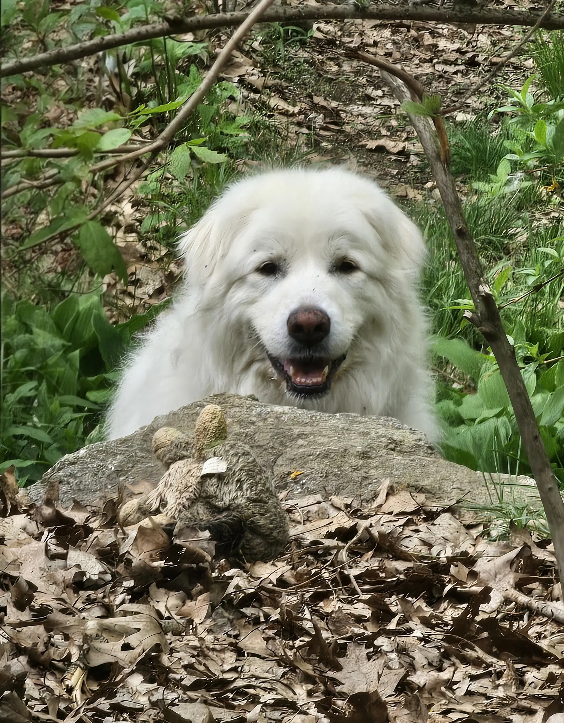 Harriet - Great Pyrenees