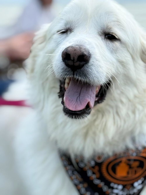 Harriet (2)- sponsored!!!, an adoptable Great Pyrenees in Croydon, NH