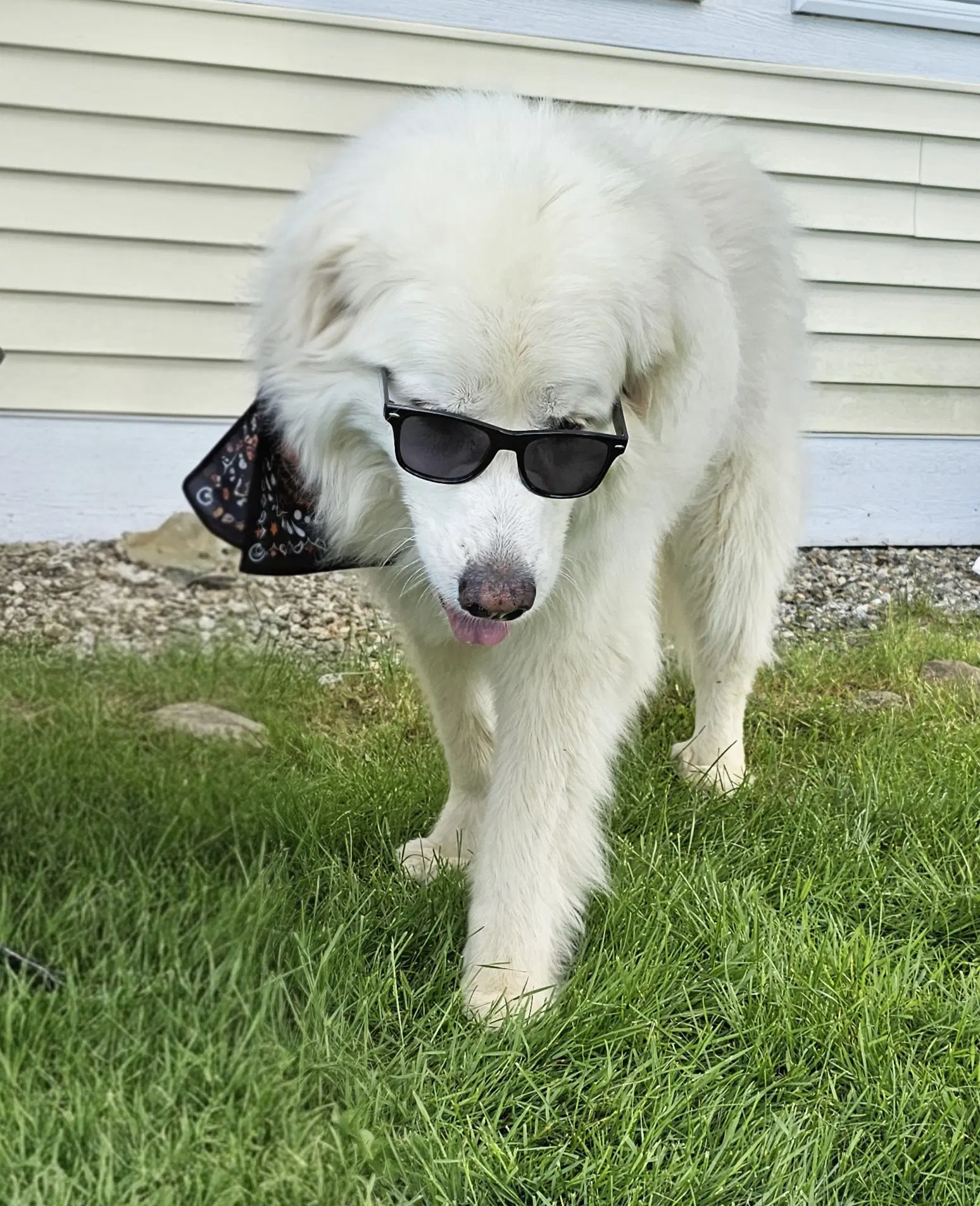 Harriet- No Fee Sponsored image 4