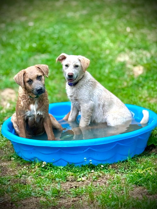 Annie, an adoptable Labrador Retriever in Croydon, NH