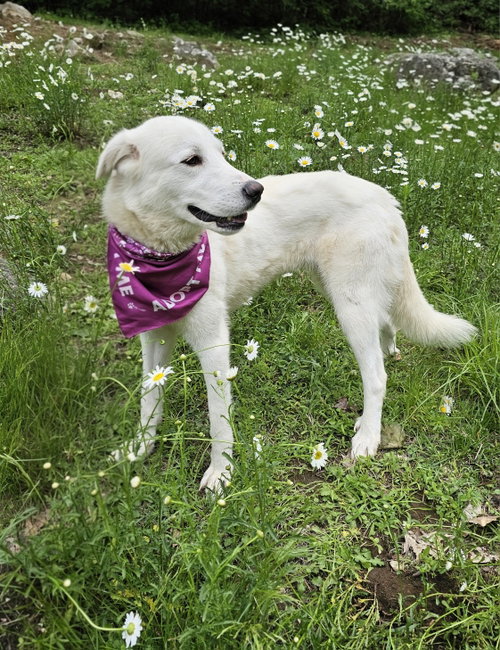 picture of the dog needing adoption
