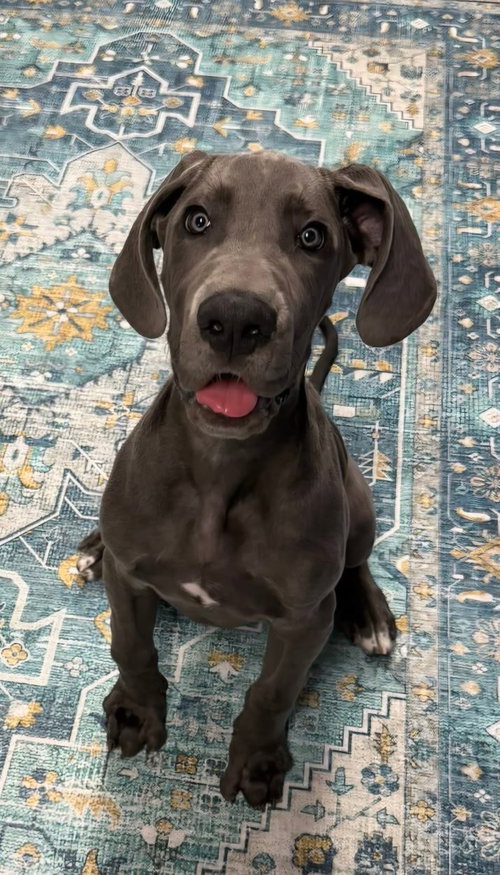 Jasper-coming soon