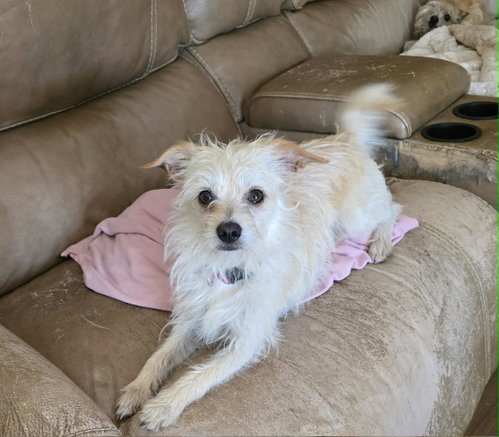 Barney, an adoptable Terrier in Croydon, NH