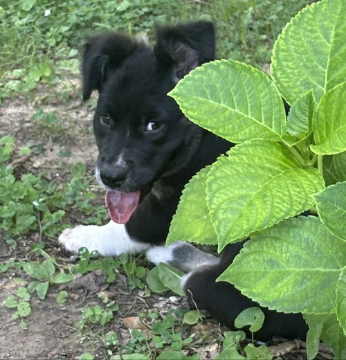 Dipper photo 2