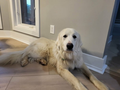 Rosie