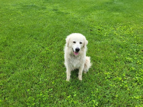 Willow