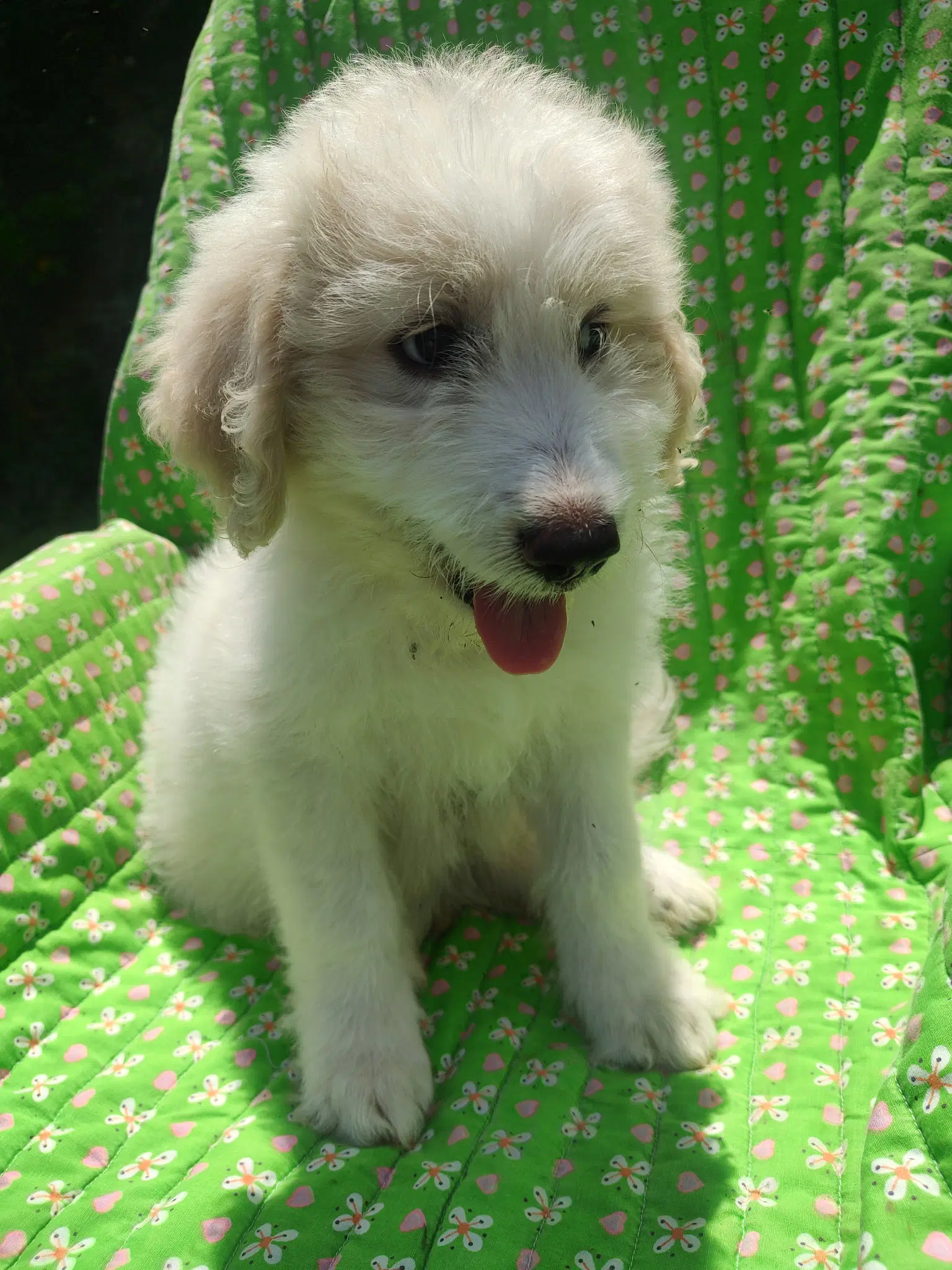 Poppy - Great Pyrenees