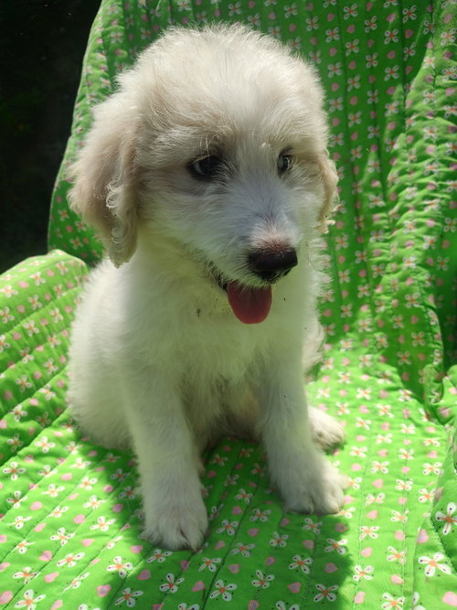 Poppy