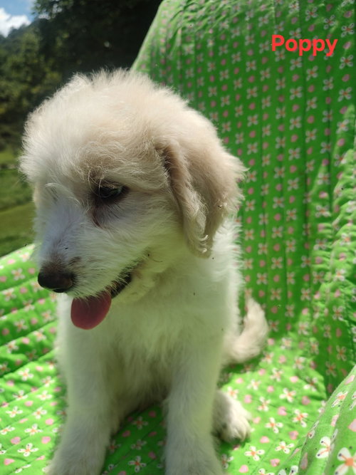 Poppy photo 2