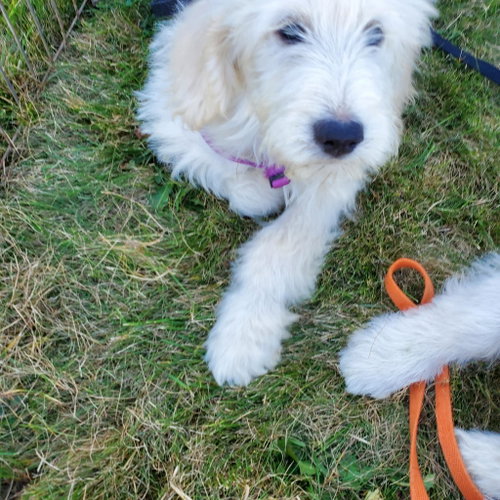 picture of the dog needing adoption