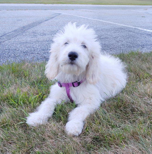 Poppy, an adoptable dog