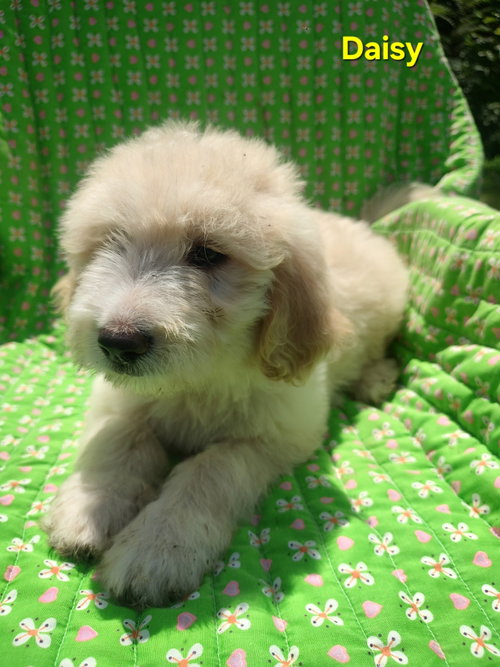 Daisy photo 2
