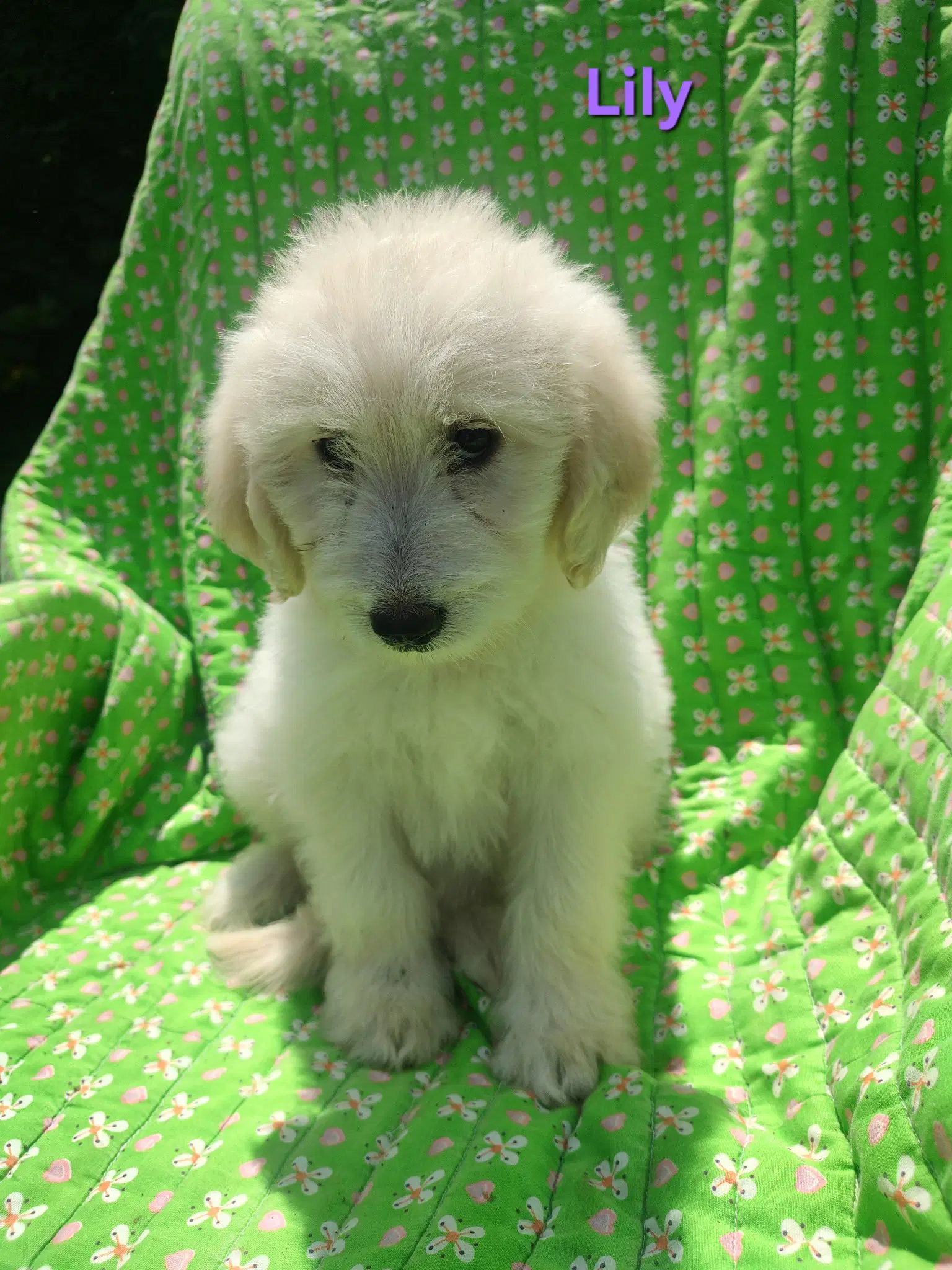Lily - Great Pyrenees