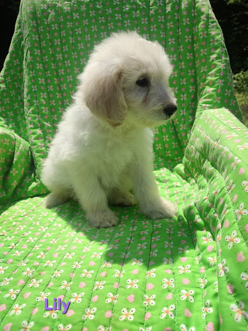 Lily photo 2