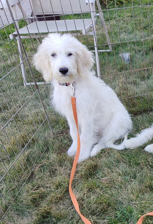 Lily, an adoptable dog