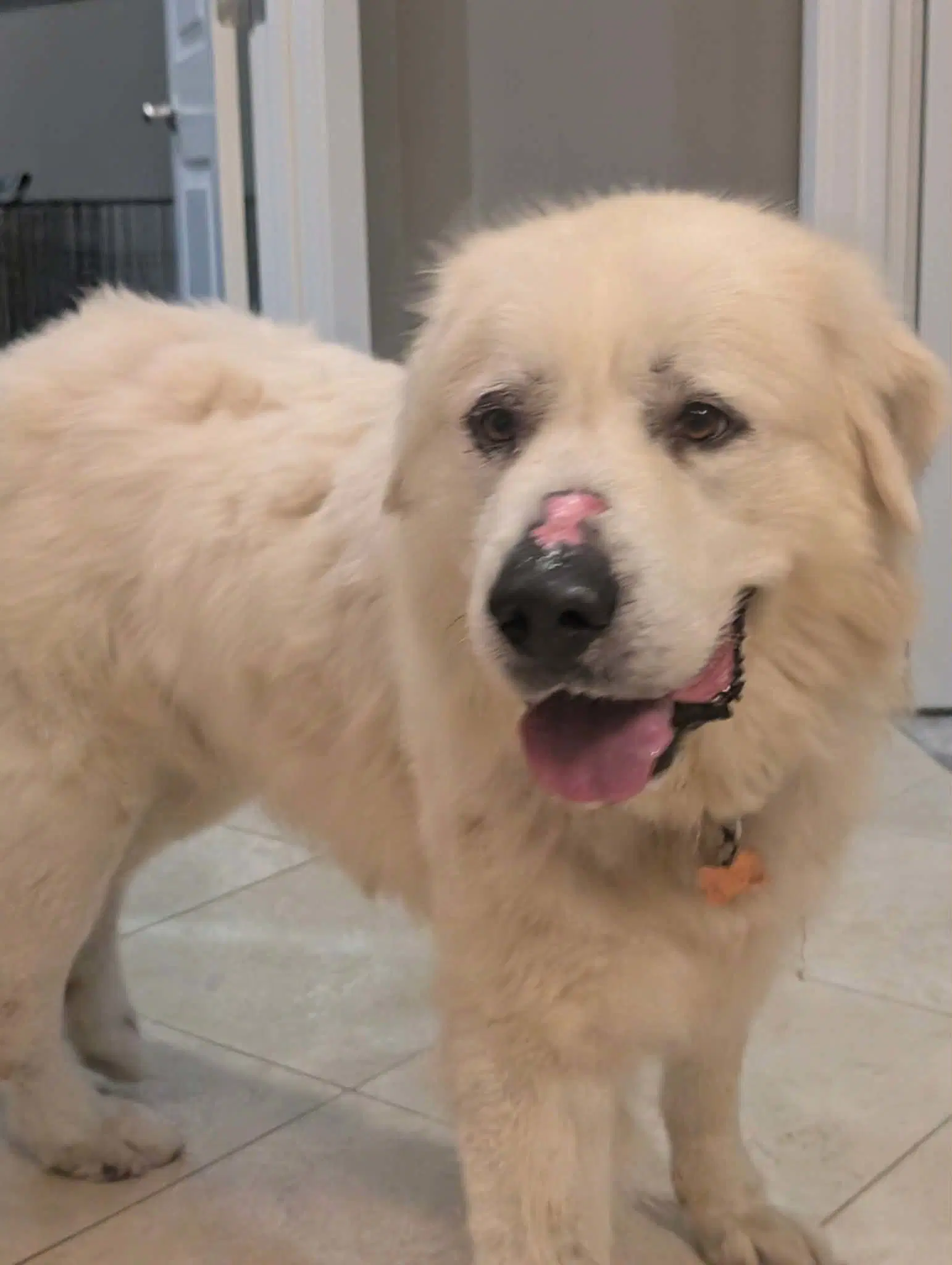 Goliath - Great Pyrenees