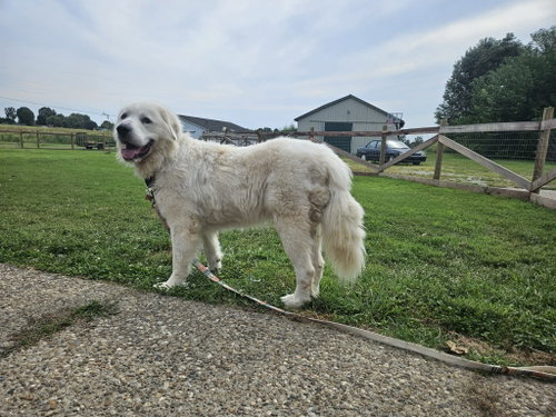 Photo 5 of Goliath
