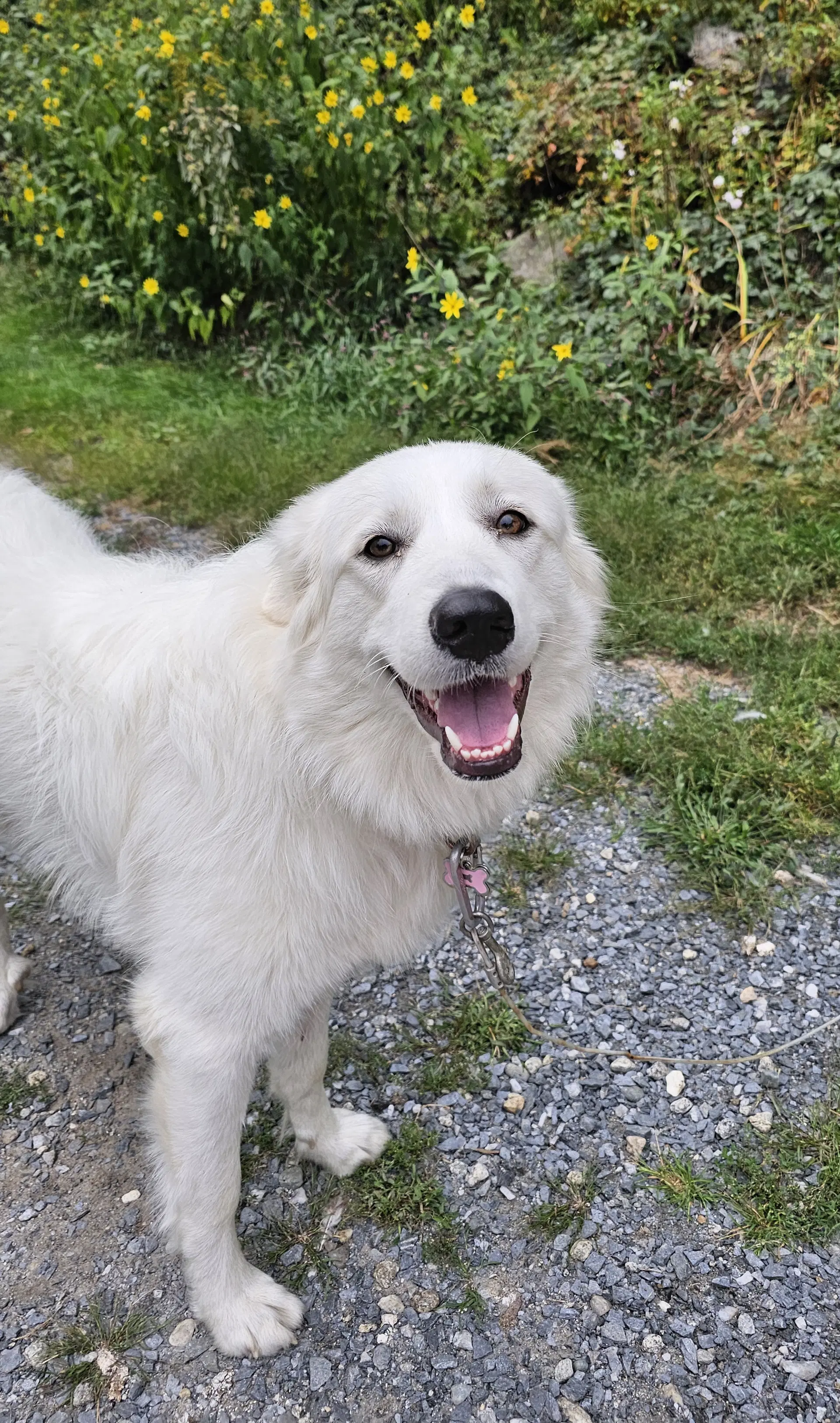 Meleys In Nh - Great Pyrenees