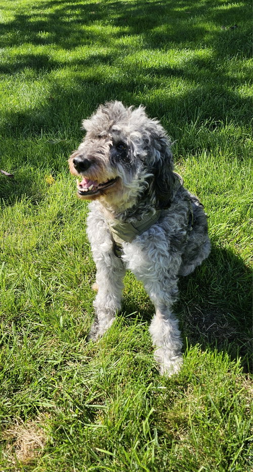 Marble, an adoptable dog