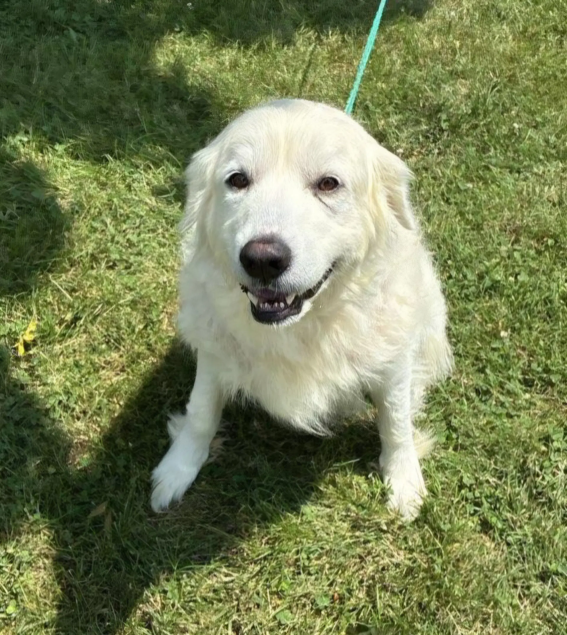 Pyra - Great Pyrenees