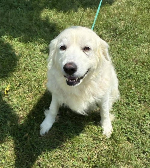 PYRA, an adoptable dog