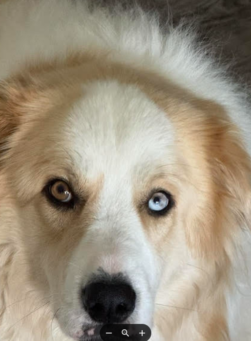 Daisy Jo, an adoptable dog