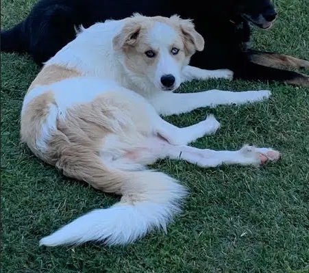 Daisy Jo image 3