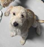 Sadie, an adoptable dog