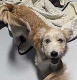 Stella, an adoptable dog
