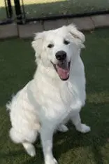 Goofy - Great Pyrenees