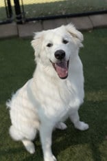 GOOFY, an adoptable dog