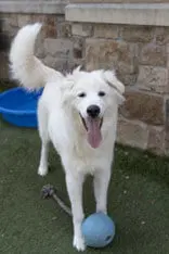 Goofy image 2