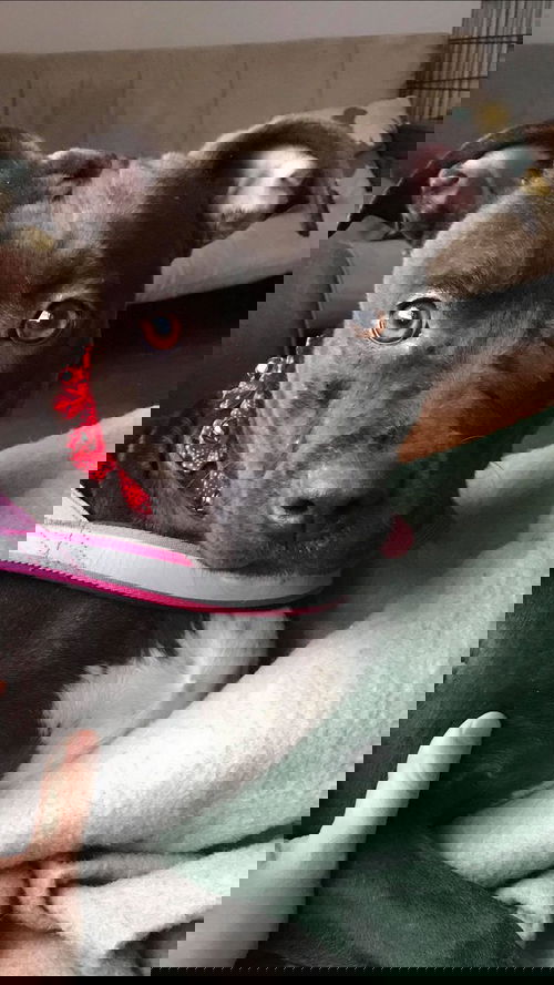 Bebe