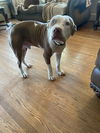 Duke