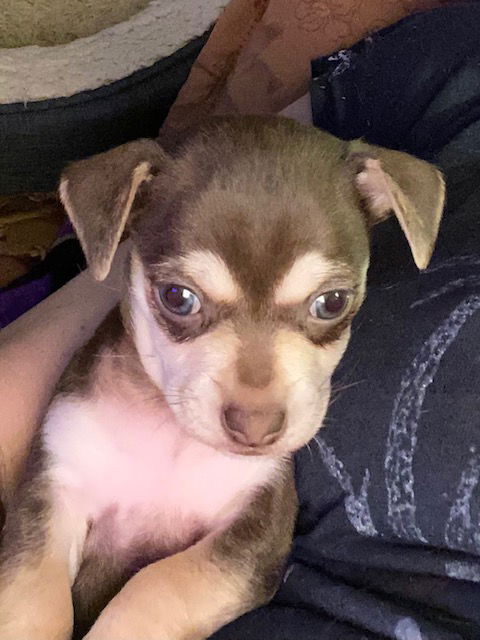 Bruiser