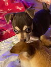 Bruiser