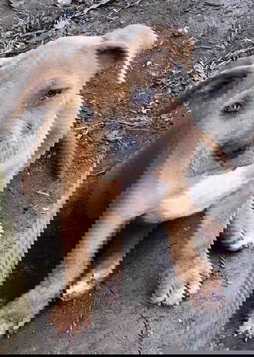Bayla