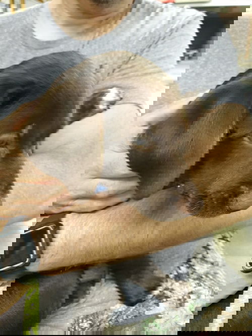Dove